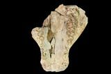 Oreodont (Merycoidodon) Maxilla Section - South Dakota #146173-2